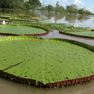 Amazonas