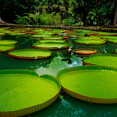 Amazonas